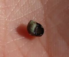 Melarhaphe neritoides