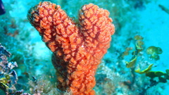 Ptilocaulis walpersii