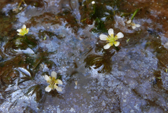 Ranunculus aquatilis