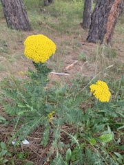 Cymopterus lemmonii