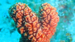 Ptilocaulis walpersii