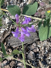 Lathyrus nevadensis