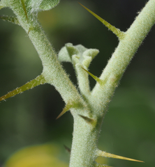 Solanum houstonii