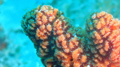 Ptilocaulis walpersii