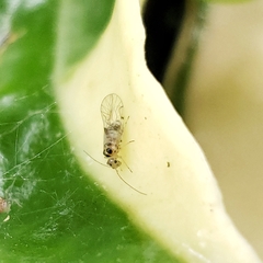 Dasydemellidae