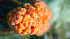 Ptilocaulis walpersii