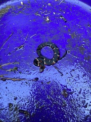 Nerodia fasciata confluens