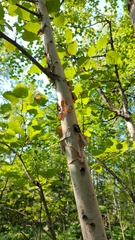 Betula cordifolia