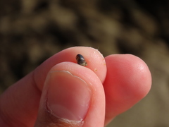 Melarhaphe neritoides