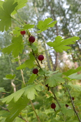 Ribes inerme