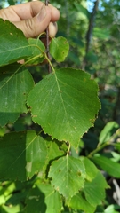 Betula cordifolia