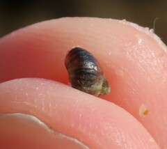 Melarhaphe neritoides