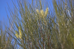 Grevillea stenobotrya