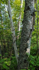 Betula cordifolia