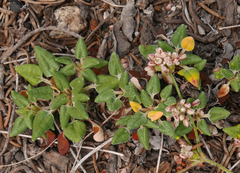 Eriogonum polypodum