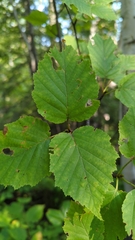 Betula cordifolia