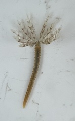 Sabellida