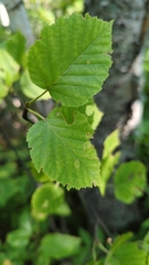 Betula cordifolia