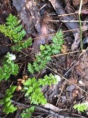 Cheilanthes distans