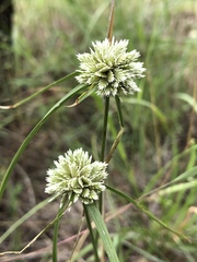 Cyperus seslerioides