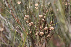 Grevillea stenobotrya
