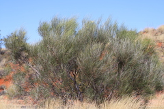 Grevillea stenobotrya