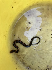 Nerodia fasciata confluens