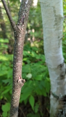 Betula cordifolia