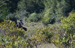 Meleagris gallopavo silvestris