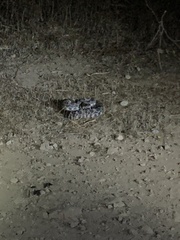 Crotalus oreganus helleri
