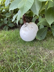 Calvatia