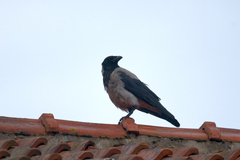 Corvus cornix