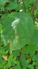 Betula cordifolia