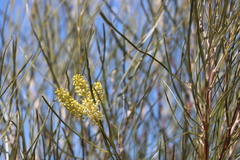 Grevillea stenobotrya