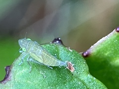Cicadellidae