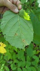 Betula cordifolia