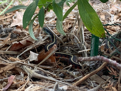 Thamnophis elegans terrestris