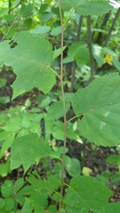 Betula cordifolia