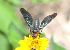 Cyananthrax cyanopterus