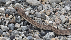 Pituophis catenifer deserticola