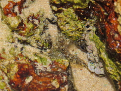 Coryphoblennius galerita