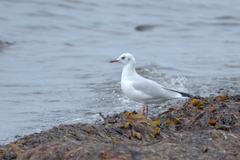 Chroicocephalus ridibundus