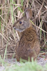 Sylvilagus palustris