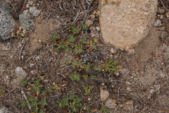 Eriogonum polypodum
