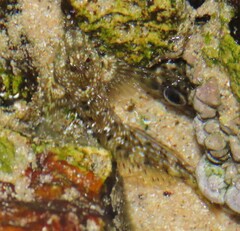 Coryphoblennius galerita
