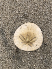 Dendraster excentricus