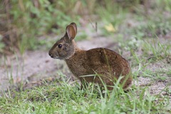 Sylvilagus palustris