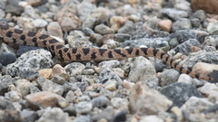 Pituophis catenifer deserticola