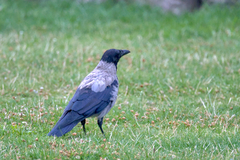 Corvus cornix