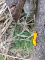 Tremella